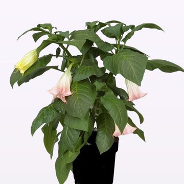 Brugmansia BUSH PINK