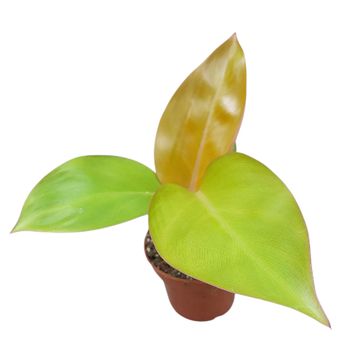 Філодендрон 'Mars'