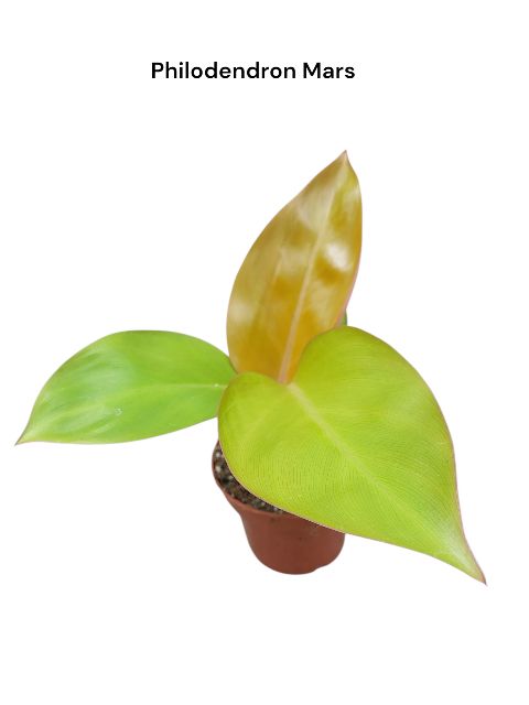 Philodendron 'Mars'