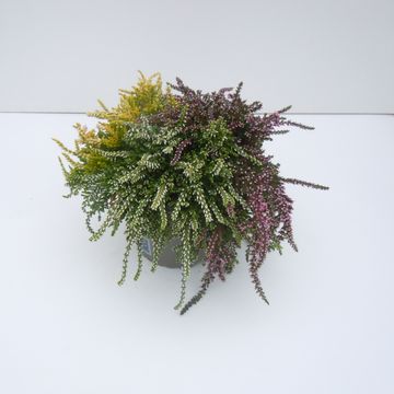 Calluna vulgaris RASTA GIRLS MIX IN POT