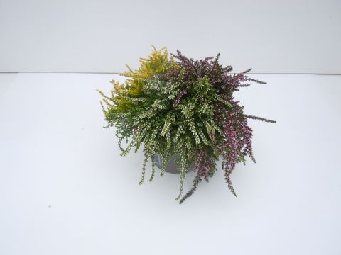 Calluna vulgaris RASTA GIRLS MIX IN POT