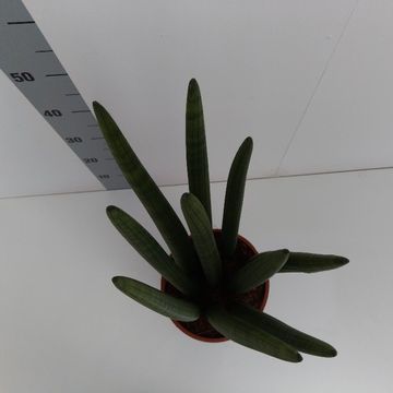Sansevieria cylindrica 'Straight'