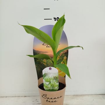 Musa basjoo