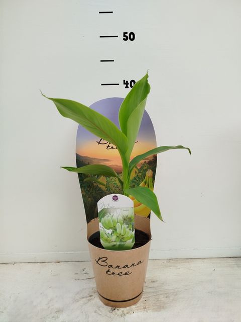 Musa basjoo