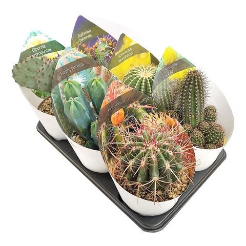 Cactus MIX