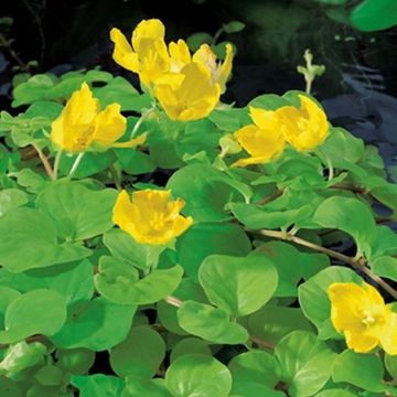 Lysimachia nummularia 'Aurea'