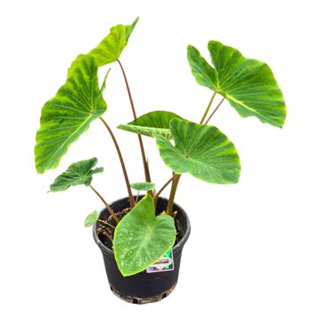 Colocasia 'Hybrid Pharaoh's Dream'