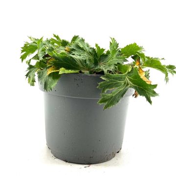 Eryngium x zabelii 'Big Blue'