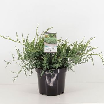 Juniperus virginiana 'Grey Owl'