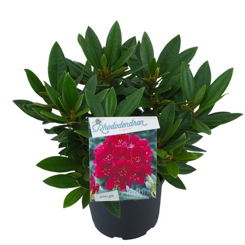 Rhododendron 'Polarnacht'