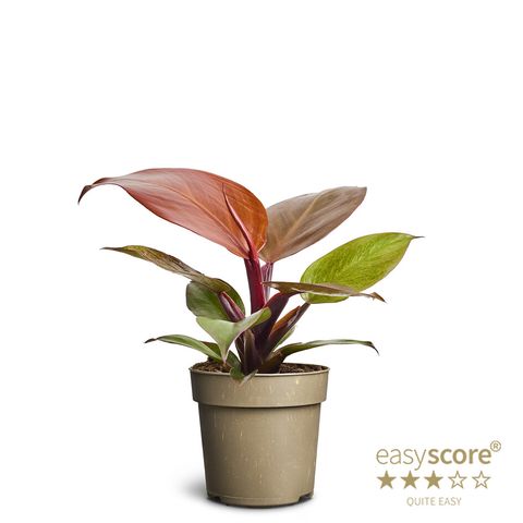 Filodendro 'Cherry Red'