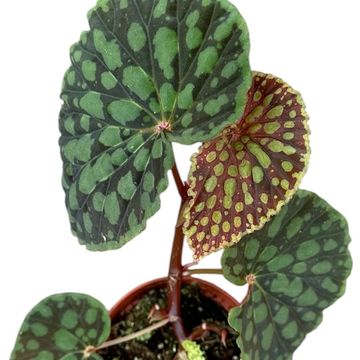 Begonia chlorosticta