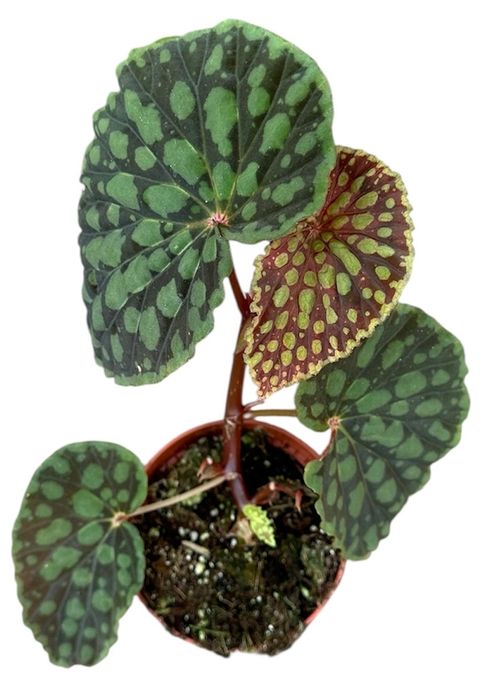 Begonia chlorosticta