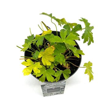 Astrantia major 'Shaggy'