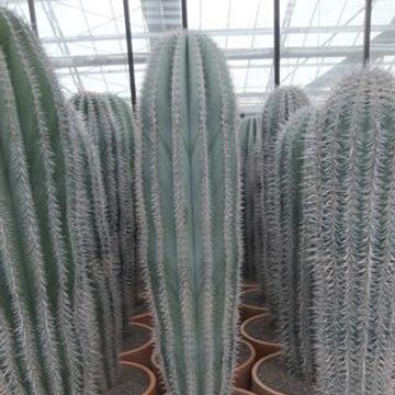 Pachycereus pringlei