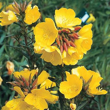 Oenothera fruticosa