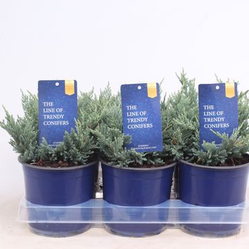 Juniperus horizontalis 'Blue Chip'