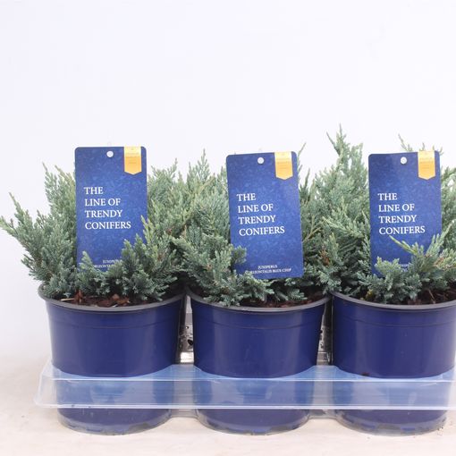 Juniperus horizontalis 'Blue Chip' (Vredebest, Kwekerij)