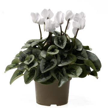 Cyclamen persicum SUPER SERIE S REMBRANDT WHITE