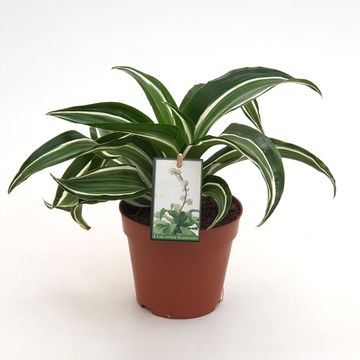 Dracaena fragrans 'Jade Jewel'