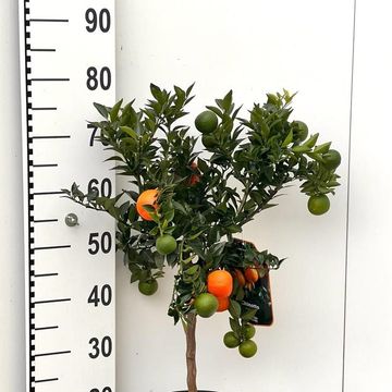 Citrus reticulata 'Clementine'