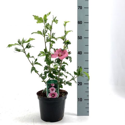 Hibiscus syriacus 'Афродита'