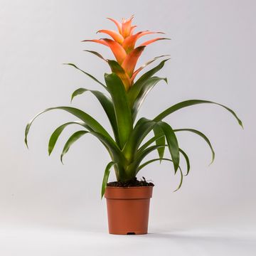 Guzmania 'Мелисса'