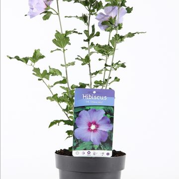 Hibiscus syriacus 'Озиау Блу'