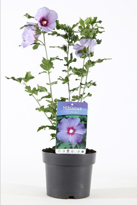 Hibiscus syriacus 'Oiseau Bleu'