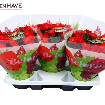 Begonia BELOVE RED