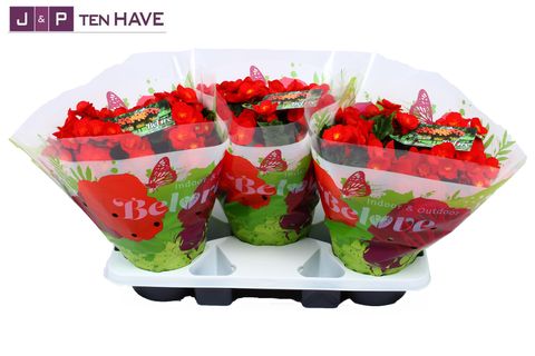 Begonia BELOVE RED