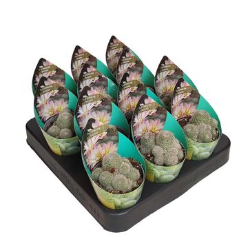 Sulcorebutia 'Sunrise'