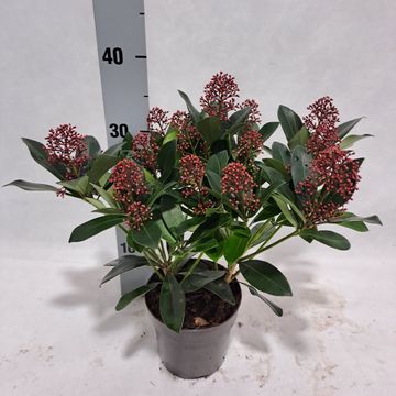 Skimmia japonica 'Rubella'