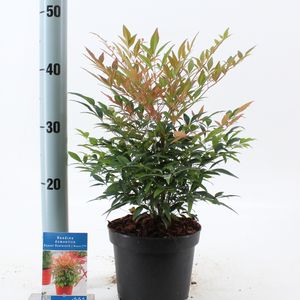 Nandina domestica SUNSET BOULEVARD (About Plants Zundert BV)