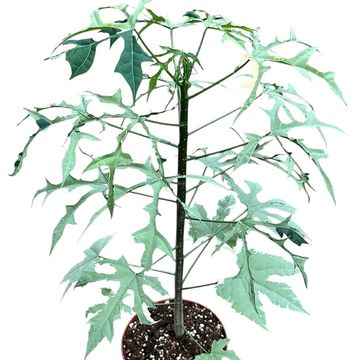 Cnidoscolus aconitifolius 'Variegata'