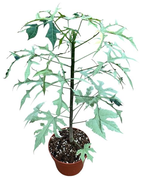 Cnidoscolus aconitifolius 'Variegata'