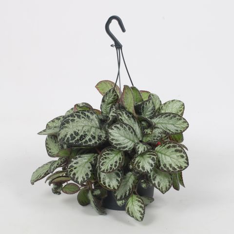 Episcia 'Silver Shield'