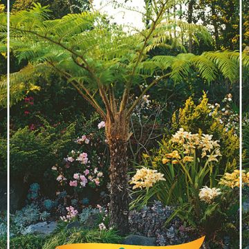 Cyathea tomentosissima