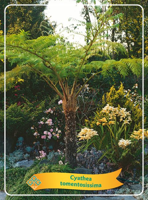 Cyathea tomentosissima