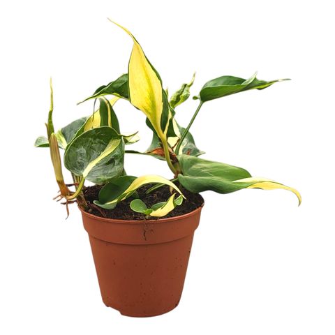Philodendron 'Cream Splash'