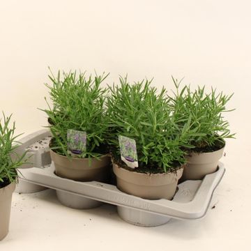 Lavandula angustifolia 'Essence Purple'
