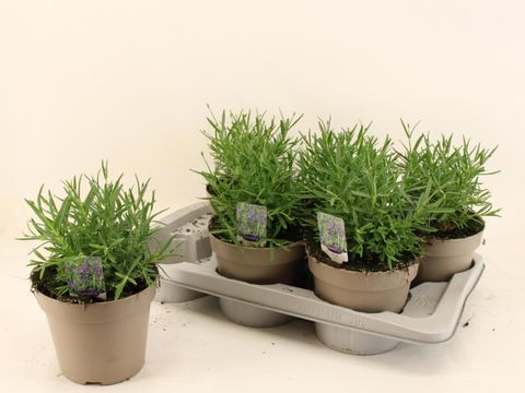 Lavandula angustifolia 'Essence Purple'