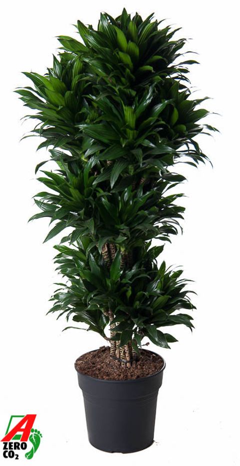 Dracaena fragrans 'Compacta'