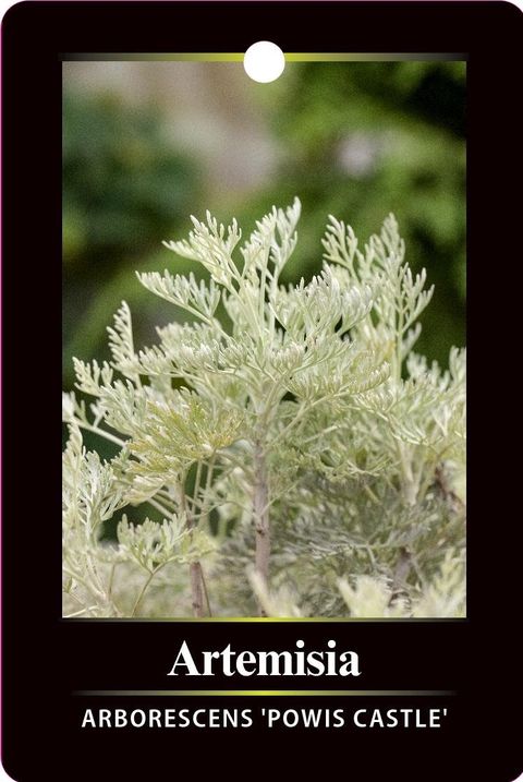 Artemisia 'Powis Castle'