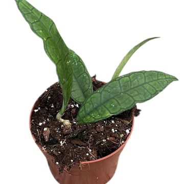 Hoya finlaysonii 'Sukirin'