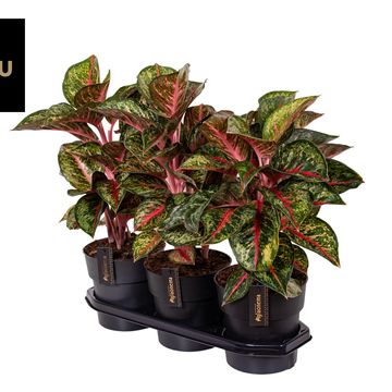 Aglaonema 'Paradise Red'