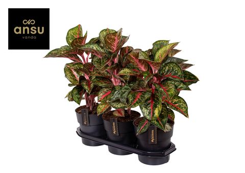 Aglaonema 'Paradise Red'