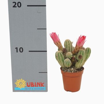 Chamaecereus 'Ubink Cerise'