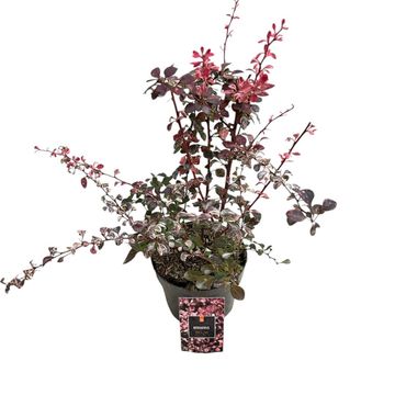 Berberis thunbergii 'Harlequin'