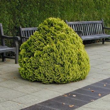 Chamaecyparis lawsoniana 'Minima Aurea'